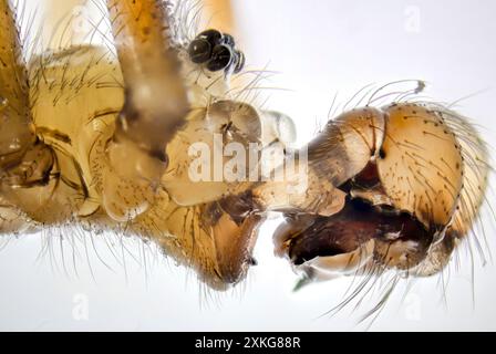 Ragno da cantina a corpo lungo, ragno da cantina a corpo lungo (Pholcus phalangioides), uomo, ritratto, occhi e pedipalps, Germania, Meclemburgo-Pomerani occidentale Foto Stock