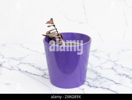 Impianto ZZ essiccato e appassito in pentola viola Foto Stock