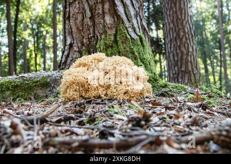 Cavolfiore di legno, fungo di cavolfiore (Sparassis crispa), sul pavimento della foresta di pino, Germania Foto Stock