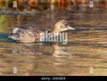 Piccolo grebe (Podiceps ruficollis, Tachybaptus ruficollis), nuoto su un lago, Paesi Bassi, Olanda meridionale, Katwijk Foto Stock