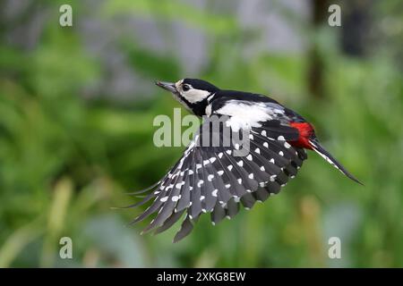 Picchio maculato (Picoides Major, Dendrocopos Major), in volo, Germania, Meclemburgo-Pomerania Occidentale Foto Stock
