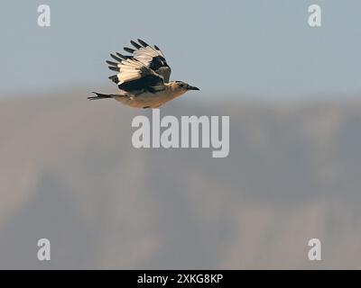 Terra mongola jay, terra mongola-jay, terra di Henderson jay (Podoces hendersoni), in volo, Cina, Qinghai, altopiano tibetano Foto Stock