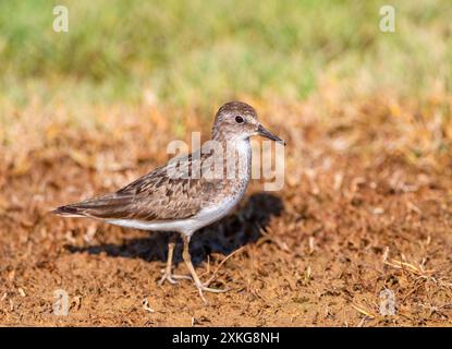 Il periodo di Temminck (Calidris temminckii), in piedi a terra, Spagna, Ebro Delta Foto Stock