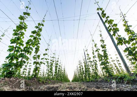 Luppolo comune (Humulus lupulus), campo di luppolo, Germania Foto Stock