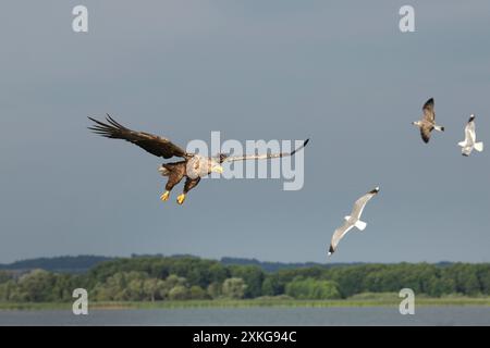 Aquila di mare dalla coda bianca (Haliaeetus albicilla), in volo di caccia, gabbiani volanti sullo sfondo, Germania, Meclemburgo-Pomerania occidentale, Malchiner se Foto Stock