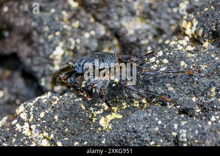 Granchio di roccia dalle guance sottili, granchio di luce naturale (Grapsus tenuicrustatus), sulla lava nella zona di surf, Stati Uniti, Hawaii, Big Island Foto Stock