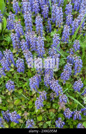 Common bugle, bugleweed strisciante (Ajuga reptans), fioritura, Germania Foto Stock