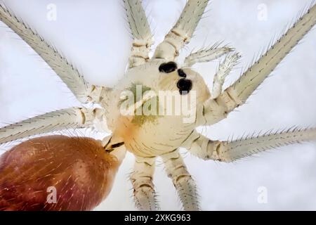 Ragno da cantina a corpo lungo, ragno da cantina a corpo lungo (Pholcus phalangioides), maschio, testa di dettaglio, torace, Germania, Meclemburgo-Pomerania occidentale Foto Stock