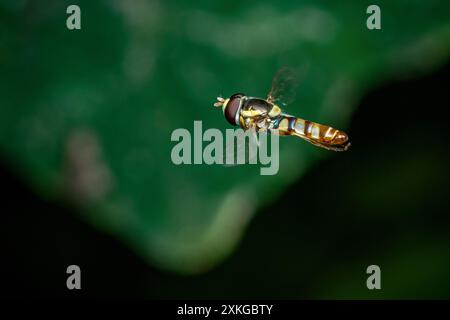 Primo piano di un volo Hoverfly, volo sospeso con le spalle gialle e sfondo sfocato dalla natura Foto Stock