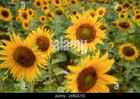 Vista generale di un campo di girasoli durante una calda giornata estiva in un villaggio nel quartiere Pulwama del Kashmir, a sud della capitale Srinagar. Il girasole è una coltura di semi oleosi primaria coltivata nei paesi temperati, e la coltura è una delle più importanti fonti di olio vegetale al mondo. La produzione di girasole in India è stata introdotta principalmente come coltura di semi oleosi nel 1969. L'olio è utilizzato per scopi culinari e per la produzione di saponi e cosmetici. L'olio di girasole raffinato è ricco di minerali e vitamine A, D, e e C.. Foto Stock