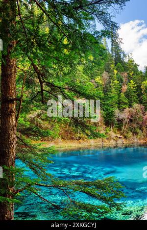 La piscina a cinque colori con acqua azzurra tra boschi sempreverdi Foto Stock