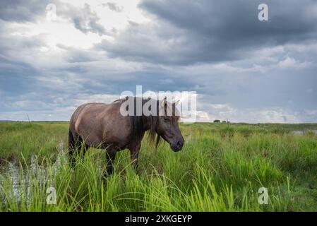 Cavallo konik polski semi-selvatico al Parco naturale del lago Engure, Lettonia, in un giorno d'estate nuvoloso Foto Stock