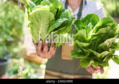 Primo piano di un giardiniere che tiene la lattuga appena raccolta in un giardino soleggiato, con mani ricoperte di sporcizia e foglie verdi vivaci. Foto Stock