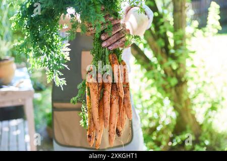 Un giardiniere che tiene un mucchio di carote biologiche appena raccolte dal giardino. L'immagine simboleggia l'agricoltura biologica, il giardinaggio domestico e la raccolta. Foto Stock