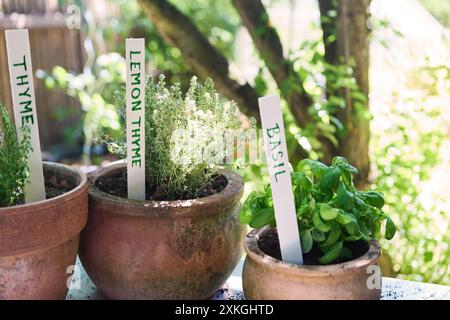 Primo piano di timo in vaso, timo di limone e basilico con marcatori in un giardino all'aperto soleggiato. Ideale per il giardinaggio e la coltivazione delle erbe. Foto Stock