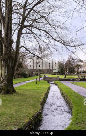 Un faggio di rame Fagus sylvatica F. purpurea albero che cresce accanto a un torrente che scorre attraverso Trenance Gardens a Newquay in Cornovaglia nel Regno Unito. Foto Stock