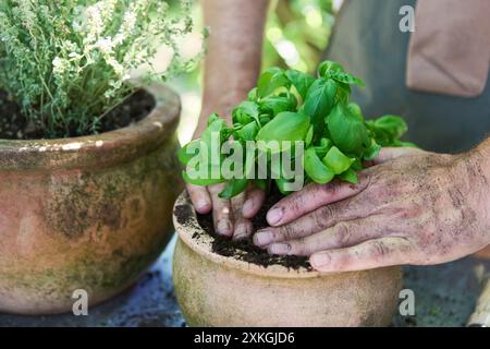 Primo piano delle mani di un giardiniere piantando basilico fresco in un vaso rustico accanto a una fiorente pianta di timo. Concetti di giardinaggio, erbe e natura. Foto Stock