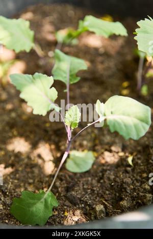 Primo piano di piantine di cavolo giovani in un giardino, evidenziando una crescita sana in un terreno ricco. Foto Stock