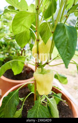 Primo piano di peperoni che crescono in un giardino, mostrando il loro vibrante colore verde e foglie sane. Foto Stock