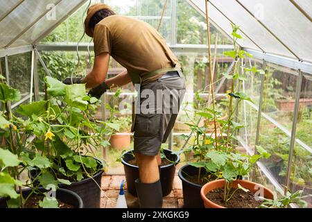 Un giardiniere lavora in una serra, prendendo cura delle piante di cetriolo. La scena mette in evidenza la passione e la dedizione del giardinaggio domestico.+ Foto Stock