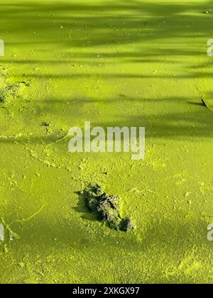 Foto verticale dell'inquinamento idrico causato dalla fioritura di alghe verdi - è un problema ambientale mondiale. Corpi idrici e laghi con fiori di alghe. Alghe verdi Foto Stock