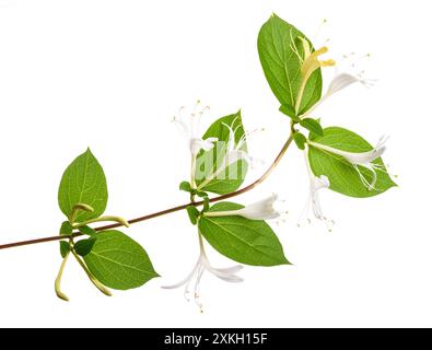 Fiori di nido d'ape isolati su sfondo bianco Foto Stock