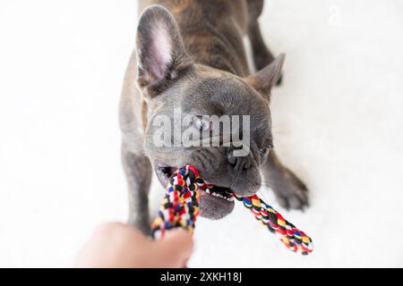 Franch bulldog che gioca con una corda.tira una corda e gioca a tiro di guerra con il suo padrone. Il cane gioca a tiro di guerra con una corda. Cane giocoso con giocattolo. Rimorchiatore di Foto Stock