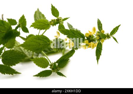 Arcangelo giallo isolato su sfondo bianco. Foto Stock