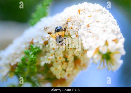 Mosca Pellucida, Volucella pellucina macro shot Foto Stock