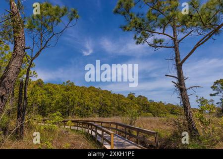 Ocracoke Island, Outer Banks, North Carolina, USA - 16 aprile 2024: Il lungomare conduce nella foresta costiera. Foto Stock