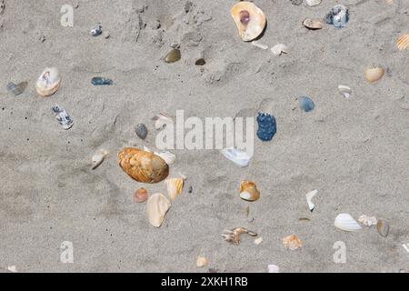 Primo piano di conchiglie marine su una spiaggia sabbiosa sull'isola di Ocracoke a Outer Banks, North Carolina, Stati Uniti Foto Stock