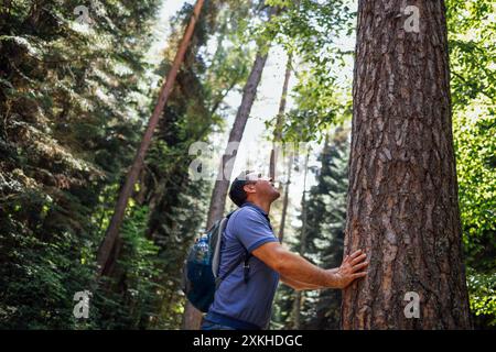 Un giovane con uno zaino nel bosco. Un turista attraente tocca un grande albero nella foresta. Una persona in abiti informali ammira la bellezza e. Foto Stock