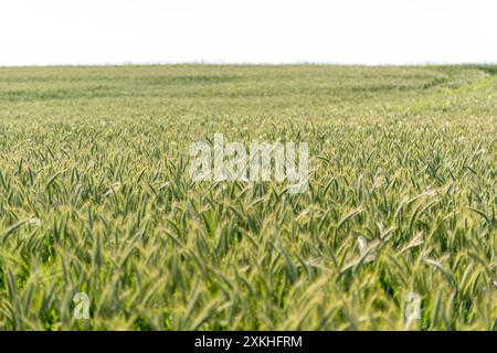 Un paesaggio mozzafiato mette in mostra la lucentezza di un campo di grano verde che si scontra con la bellezza incontaminata di un cielo blu limpido, che illustra l'intramontabile Foto Stock