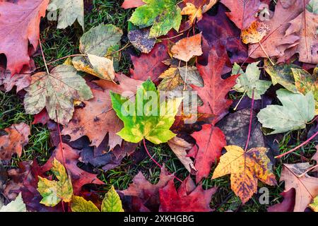 Pile di foglie d'acero multicolore che marciscono sul terreno nella foresta autunnale Foto Stock