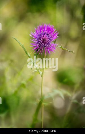 Vista frontale e primo piano di un Silybum marianum, cardo con fiore rosa, nome comune cardo di latte o cardo mariano. Messa a fuoco selettiva, area fuori fuoco Foto Stock