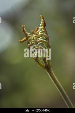 Primo piano dell'apertura delle foglie di una felce alla luce del sole. È a pinza o a forma di V. Messa a fuoco selettiva. Foto Stock