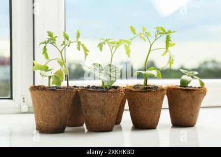 Molti cetrioli e piantine di pomodoro crescono in pentole sul davanzale della finestra Foto Stock