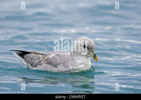 Fulmar settentrionale / fulmar artico (Fulmarus glacialis), morfo blu che nuota nell'Oceano Artico lungo la costa delle Svalbard / Spitsbergen in estate Foto Stock