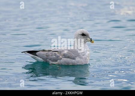 Fulmar settentrionale / fulmar artico (Fulmarus glacialis), morfo blu che nuota nell'Oceano Artico lungo la costa delle Svalbard / Spitsbergen in estate Foto Stock