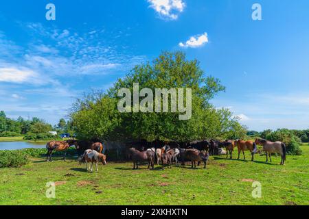 Pony all'ombra dal sole sotto gli alberi The New Forest Hants Inghilterra Regno Unito vicino a un lago Foto Stock