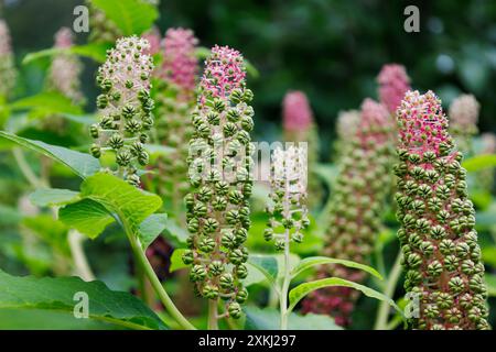 I giovani germogli verdi di pokeweed indiano. Pianta da fiore della famiglia Phytolaccaceae. Fiore di Phytolacca acinosa. Iperaccumulatore per manganese Foto Stock