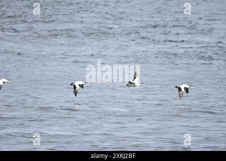 Quattro adulti maschi comuni Eiders (Somateria mollissima) che volano su un mare blu calmo, da sinistra a destra, Wings Down e One Wings Up, ripresi nel Regno Unito Foto Stock