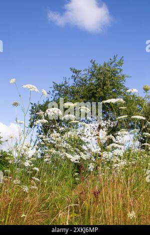 Campo con un sacco di carote selvatiche europee, ammucche bianche contro un cielo blu con nuvole Foto Stock