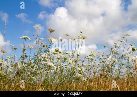 Campo con un sacco di carote selvatiche europee, ammucche bianche contro un cielo blu con nuvole Foto Stock