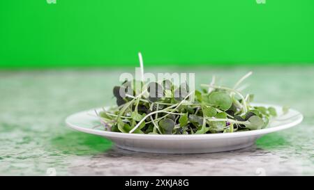 Un piatto bianco contiene una pila di microgreen freschi. I microgreen sono principalmente verdi la piastra è posizionata su un piano di lavoro con uno sfondo verde. Foto Stock