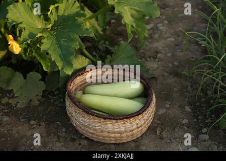 Zucchine appena raccolte in cesto di vimini all'aperto Foto Stock