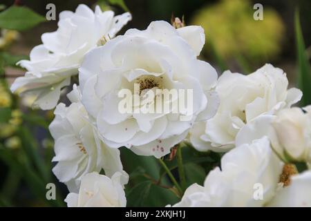 Primo piano dei fiori bianchi di Rosa "Iceberg" Foto Stock