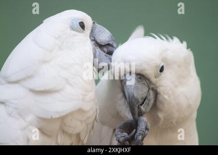 Un paio di pappagalli Cockatoo con ombrello bianco che si stanno preparando a vicenda. Foto Stock