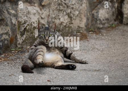 Una gatta grigia da tabby, interrotta mentre si leccava da sola in una strada della città. Foto Stock