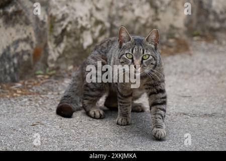 Un ritratto di un gatto di un tabby grigio dagli occhi verdi su una strada. Foto Stock